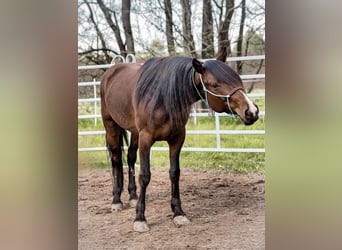 Mustang (american), Gelding, 8 years, 14,2 hh, Brown