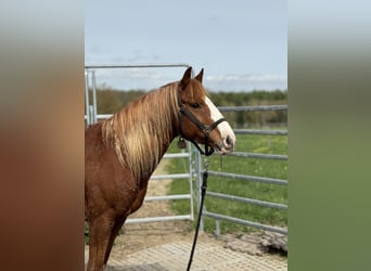 Mustang (american), Gelding, 8 years, 14.2 hh, Chestnut-Red