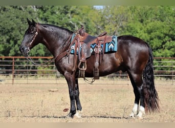 Mustang (american), Gelding, 8 years, 15.1 hh, Black