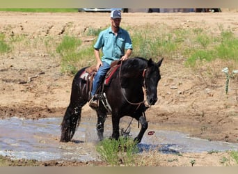 Mustang (american), Gelding, 8 years, 15.1 hh, Black