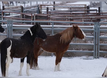 Mustang (american), Gelding, 9 years, 14,2 hh, Chestnut-Red