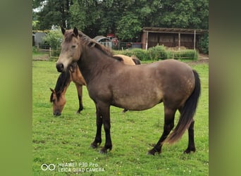 Mustang (american), Mare, 10 years, 14.1 hh, Grullo