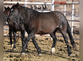 Mustang (american), Mare, 10 years, 14,2 hh, Roan-Blue