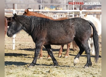 Mustang (american), Mare, 10 years, 14,2 hh, Roan-Blue