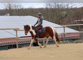 Mustang (american), Mare, 10 years, 14 hh, Pinto