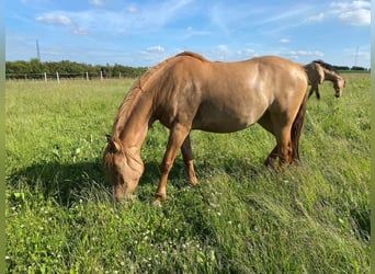 Mustang (american), Mare, 10 years, 15,1 hh, Red Dun