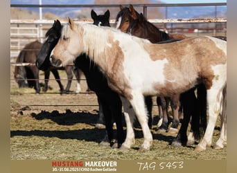 Mustang (american), Mare, 10 years, 15 hh, Tovero-all-colors