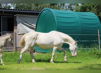 Mustang (american), Mare, 11 years, 14,1 hh, Cremello