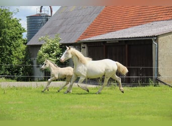 Mustang (american), Mare, 11 years, 14,1 hh, Cremello