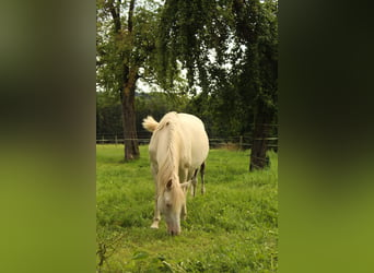 Mustang (american), Mare, 11 years, 14,1 hh, Cremello