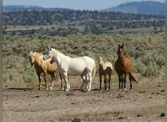 Mustang (american), Mare, 11 years, 14,1 hh, Cremello