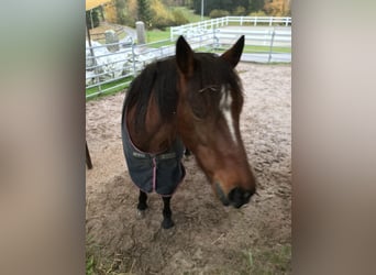 Mustang (american), Mare, 11 years, 14,2 hh, Chestnut-Red