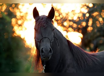 Mustang (american), Mare, 11 years, 15,1 hh, Black