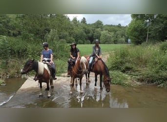 Mustang (american), Mare, 11 years, 15,1 hh, Palomino