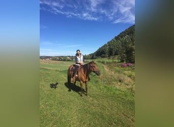 Mustang (american), Mare, 11 years, 15.2 hh, Dun
