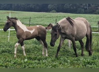 Mustang (american), Mare, 12 years, 15,1 hh, Grullo