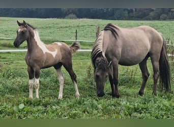 Mustang (american), Mare, 12 years, 15,1 hh, Grullo