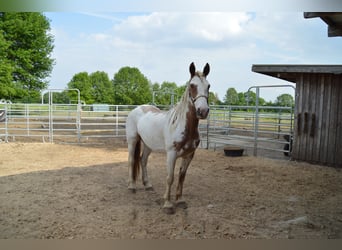 Mustang (american), Mare, 13 years, 14.1 hh, Tovero-all-colors