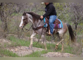 Mustang (american), Mare, 14 years, 15 hh, Roan-Bay