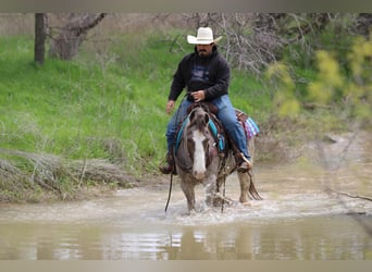 Mustang (american), Mare, 14 years, 15 hh, Roan-Bay