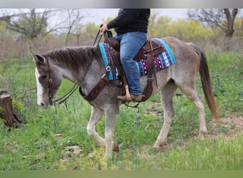 Mustang (american), Mare, 14 years, 15 hh, Roan-Bay