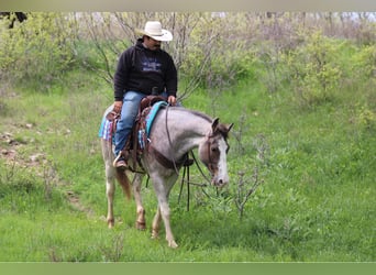 Mustang (american), Mare, 14 years, 15 hh, Roan-Bay