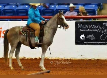 Mustang (american), Mare, 14 years, 15 hh, Roan-Bay