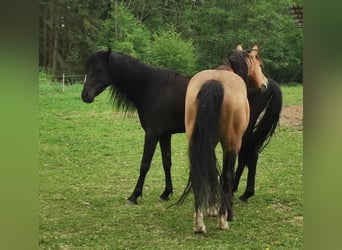 Mustang (american), Mare, 16 years, 14,3 hh, Black