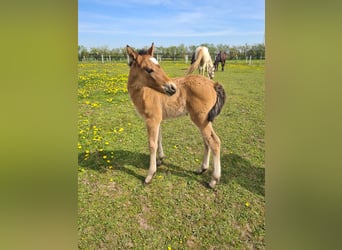 Mustang (american), Mare, 1 year, 14.2 hh, Pearl