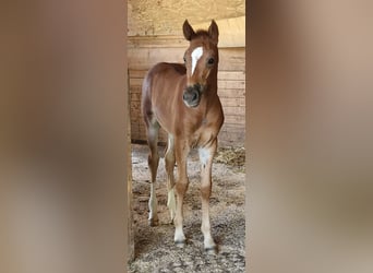 Mustang (american), Mare, 1 year, 15,1 hh, Chestnut