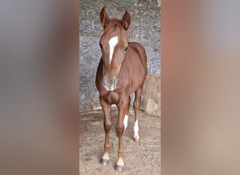 Mustang (american), Mare, 1 year, 15,1 hh, Chestnut