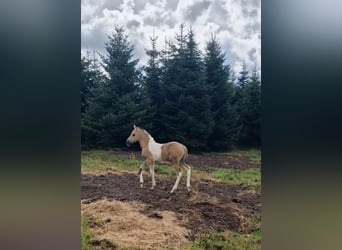 Mustang (american), Mare, 1 year, 15,1 hh, Grullo