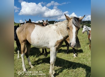 Mustang (american) Mix, Mare, 1 year, Palomino