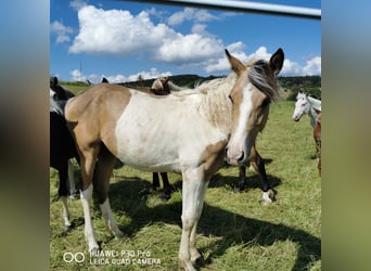 Mustang (american) Mix, Mare, 1 year, Palomino