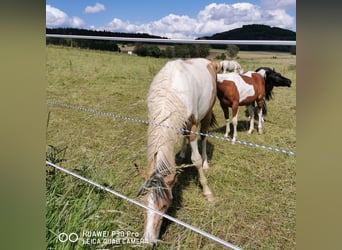 Mustang (american) Mix, Mare, 1 year, Palomino