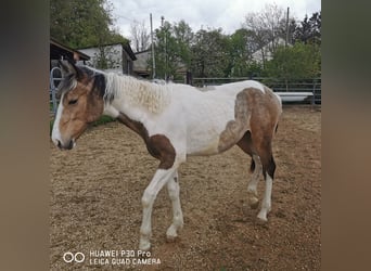 Mustang (american) Mix, Mare, 1 year, Palomino