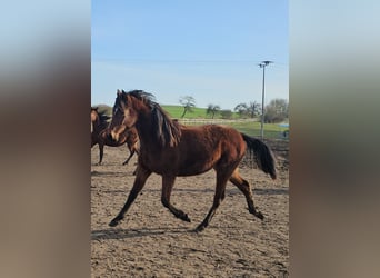 Mustang (american) Mix, Mare, 2 years, 14.1 hh, Bay-Dark