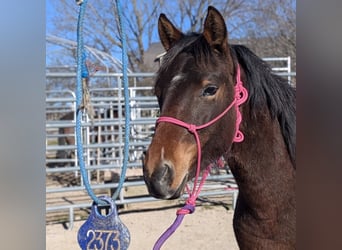 Mustang (american), Mare, 2 years, 14,1 hh, Brown