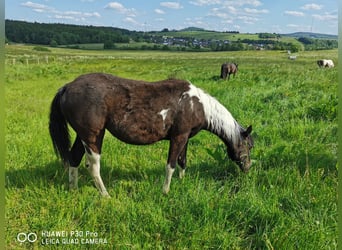 Mustang (american) Mix, Mare, 2 years, 14.1 hh, Tobiano-all-colors