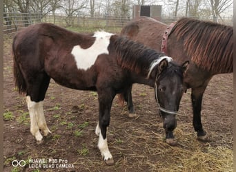 Mustang (american) Mix, Mare, 2 years, 14.1 hh, Tobiano-all-colors