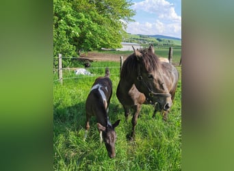 Mustang (american) Mix, Mare, 2 years, 14.1 hh, Tobiano-all-colors
