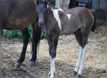 Mustang (american) Mix, Mare, 2 years, 14.1 hh, Tobiano-all-colors