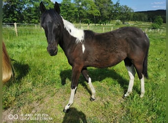 Mustang (american) Mix, Mare, 2 years, 14.1 hh, Tobiano-all-colors