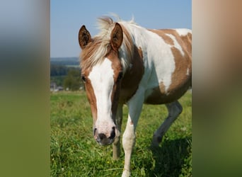 Mustang (american), Mare, 2 years, 14,1 hh, Tovero-all-colors