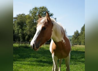 Mustang (american), Mare, 2 years, 14,1 hh, Tovero-all-colors