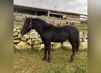 Mustang (american), Mare, 2 years, 14,2 hh, Leopard-Piebald