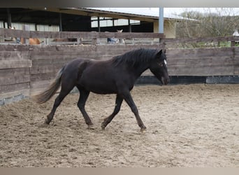 Mustang (american), Mare, 2 years, 14,2 hh, Leopard-Piebald