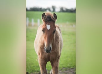 Mustang (american), Mare, 2 years, 14,2 hh, Pearl