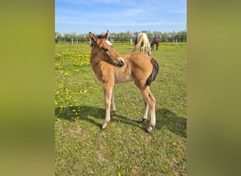 Mustang (american), Mare, 2 years, 14,2 hh, Pearl