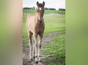 Mustang (american), Mare, 2 years, 14,2 hh, Pearl